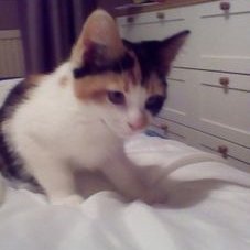 Profile Picture of Oliver Cummings (@Ojc19Oliver) on Twitter