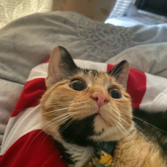 Profile Picture of Alexandria Paine (@adpaine114) on Poshmark