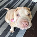 Profile Picture of honey the sharpei (@honey_updates) on Instagram