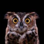 Profile Picture of Robert Abraham (@abrahamrobi) on Instagram