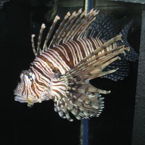 Profile Picture of William Kell (@william.kell) on Myspace