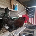 Profile Picture of Johnny Ozuna (@sgt.oz10) on Instagram