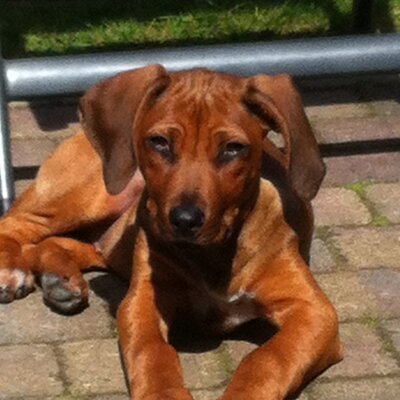 Profile Picture of Eric Van De Ven (@eric_vandeven) on Twitter