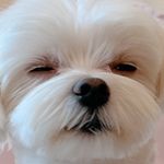 Profile Picture of ぽっちゃり🤍Lilyちゃん (@myluv_lily) on Instagram