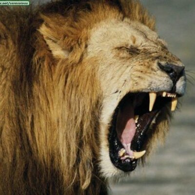 Profile Picture of Israel Aguilar (@israelaguilar9) on Twitter