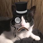 Profile Picture of Roach, Doyle & Creeper (@3kittybombz) on Instagram