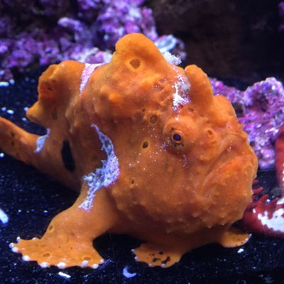 Profile Picture of Christopher Dekkeron Twitter