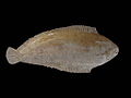 Profile Picture of Solea (fish)on Wikipedia