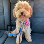 Profile Picture of Archie Connor-Valrose (@archie_theminigoldendoodle) on Instagram