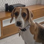 Profile Picture of Beagle Glória (@beagle.gloria) on Instagram