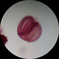 Profile Picture of Palynologyon Wikipedia