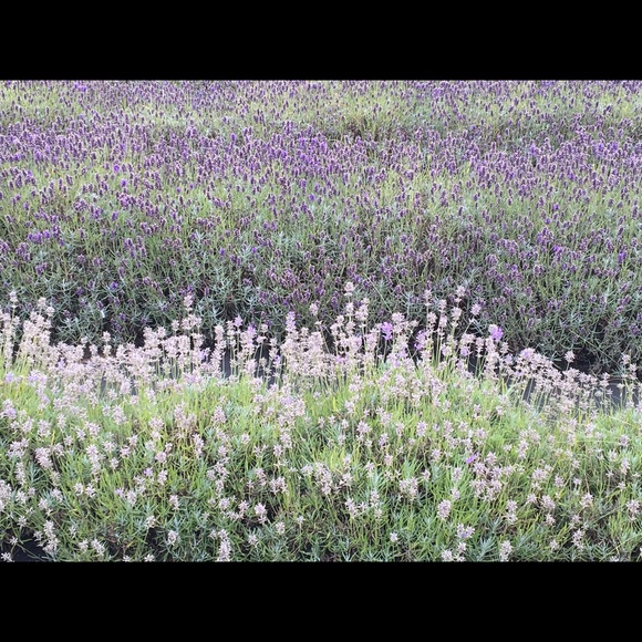 Profile Picture of Fiona Moore (@fsmoore) on Poshmark