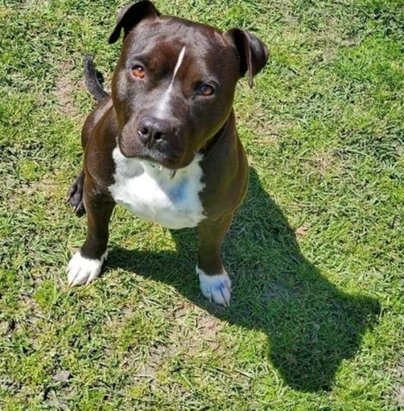 Profile Picture of Shawn Clarke (@hulk1973) on Poshmark