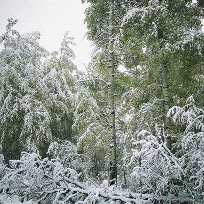 Profile Picture of Cheryl Israel (@@Clisrael) on Twitter