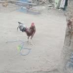 Profile Picture of Albert Quitalig (@albert.quitalig.2025) on Facebook