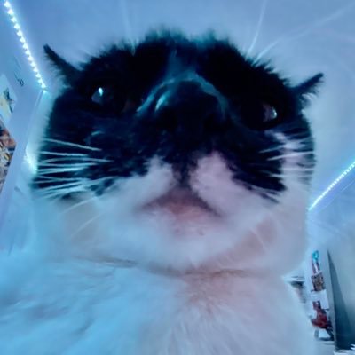 Profile Picture of Lucy // Thank You Richard  🧡 (@lucyfurmeow) on Twitter