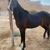 Profile Picture of M Saleem Ferier Info (@saleemkhansaleemkhan3782) on Youtube