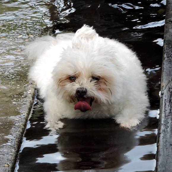 Profile Picture of Tomica Beauchene (@tomica17) on Poshmark