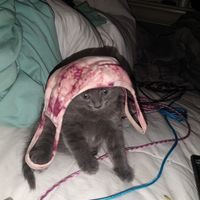 Profile Picture of Curtis Gunn (@curtis-gunn-9) on Quora