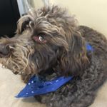 Profile Picture of Willie Bob Cordell (@willie_the_labradoodle) on Instagram