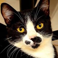 Profile Picture of Joseph Rubino (@joseph-rubino-3) on Quora