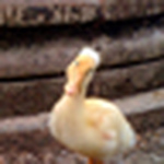 Profile Picture of Amy Howe (@ahowe333) on Flickr