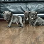 Profile Picture of Shelly Crooks 💙 (@shelly_crooks) on Instagram