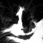 Profile Picture of Nancy Paulsen (@nancy_contrary) on Instagram