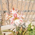 Profile Picture of Jeanet Mahlambi (@Jeanet-Mahlambi) on Facebook