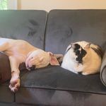 Profile Picture of Rorschach & Colonel Gustard (@rory_and_gus) on Instagram