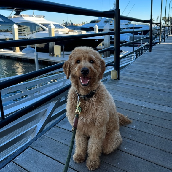 Profile Picture of Anh Dang (@lynetteanh) on Poshmark