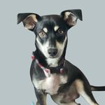 Profile Picture of Petey Pablo the Tripod Rescue Dog (@peteypablothepup) on Instagram