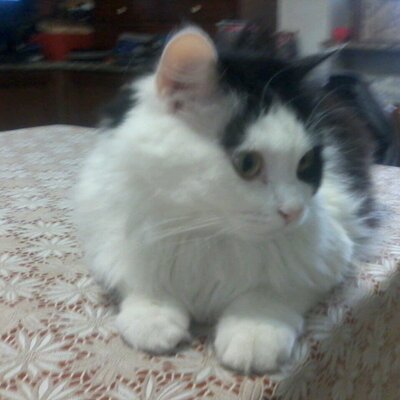Profile Picture of Daniela Rossi (@danielarossi38) on Twitter