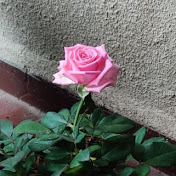 Jayashree Rao - Youtube Profile Picture of Jayashree Rao (@jayashreerao4179) on Youtube