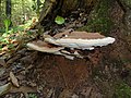 Profile Picture of Ganoderma applanatumon Wikipedia