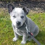 Profile Picture of Stumpy Tail Max (@stumpy_boy_max) on Instagram