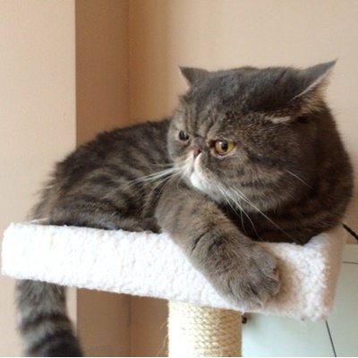 Profile Picture of FEI FENG (@TIM98FENG) on Twitter