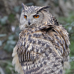 Profile Picture of Nigel Clifford (@rowl images) on Flickr