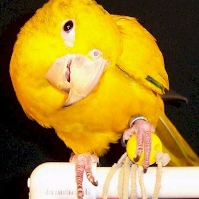 Profile Picture of Tracy Conant (@TheBirdMaam) on Twitter