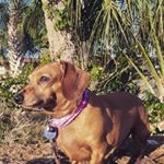 Profile Picture of Gïngêr Øåkës (@miniature__dachshund_ginger) on Instagram