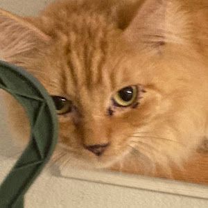 Profile Picture of Ronald Emerick602 (@ronaldemerick602) on Tiktok