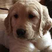 Profile Picture of Kimberly Lucas (@kimberlylucas4714) on Youtube