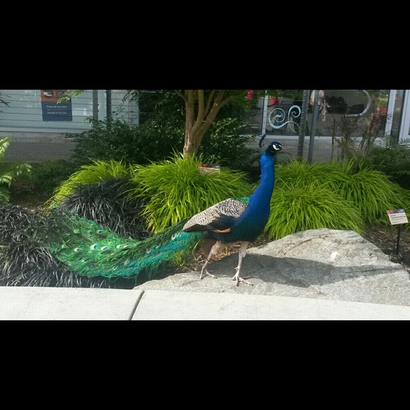 Profile Picture of Shina Fattah (@sfattah) on Poshmark