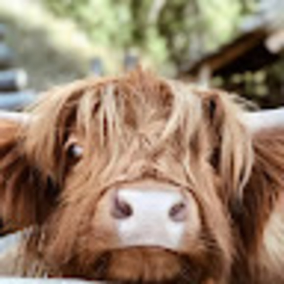 Violet Tuinstra - Poshmark Profile Picture of Violet Tuinstra (@violettuinstra) on Poshmark