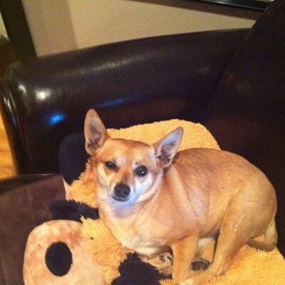Profile Picture of Joe LoBue (@Deputy2919) on Twitter
