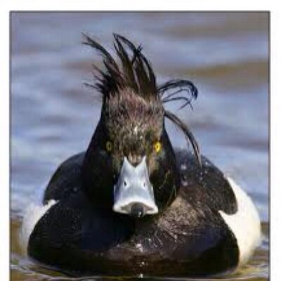 Profile Picture of Ian Duck (@eyeduckeye) on Twitter