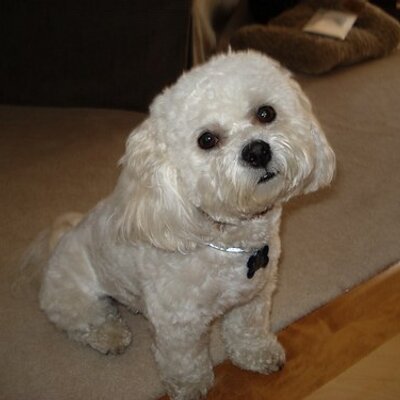 Profile Picture of Mikki Lee (@mikkilee123) on Twitter