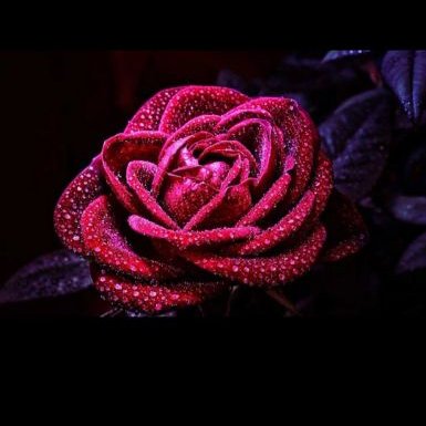 Profile Picture of Mohammed Samir Alsaif (@alsaif_samir) on Twitter