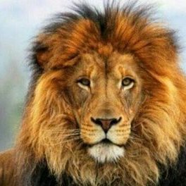 Profile Picture of Issam Haddad (@IssamHa93275624) on Twitter