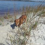 Marie Letourneau - Instagram Profile Picture of Marie Letourneau (@marlo_key_largo) on Instagram